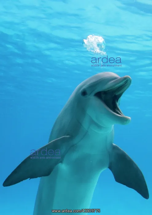  : Bottlenose dolphin - blowing air bubbles underwater