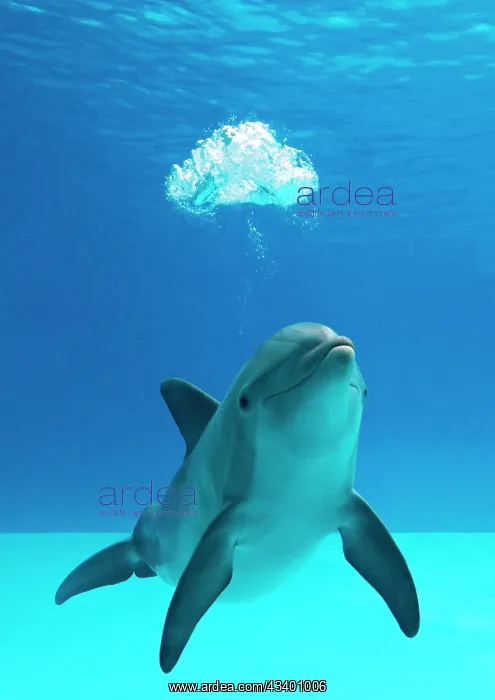: Bottlenose dolphin - blowing air bubbles underwater : Bottlenose dolphin - blowing air bubbles underwater