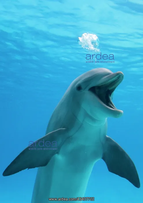 : Bottlenose dolphin - blowing air bubbles underwater : Bottlenose dolphin - blowing air bubbles underwater