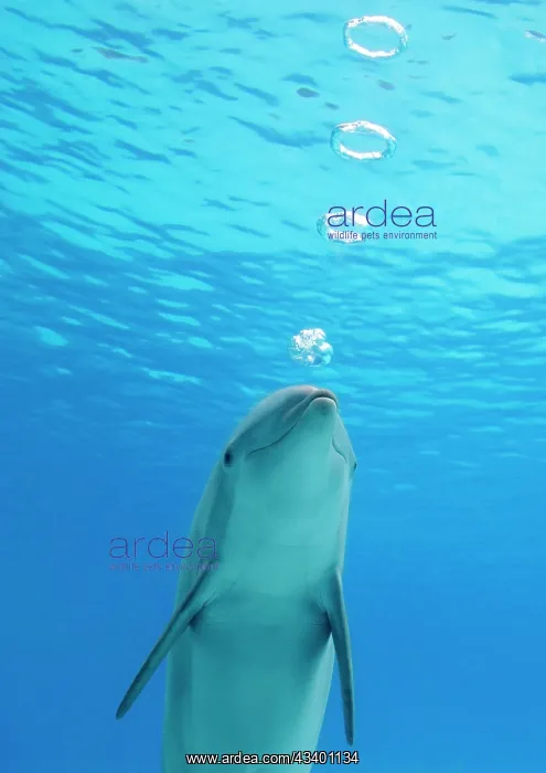 : Bottlenose dolphin - blowing air rings underwater : Bottlenose dolphin - blowing air rings underwater