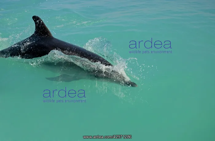 : Bottlenose Dolphin - breaking the surface : Bottlenose Dolphin - breaking the surface