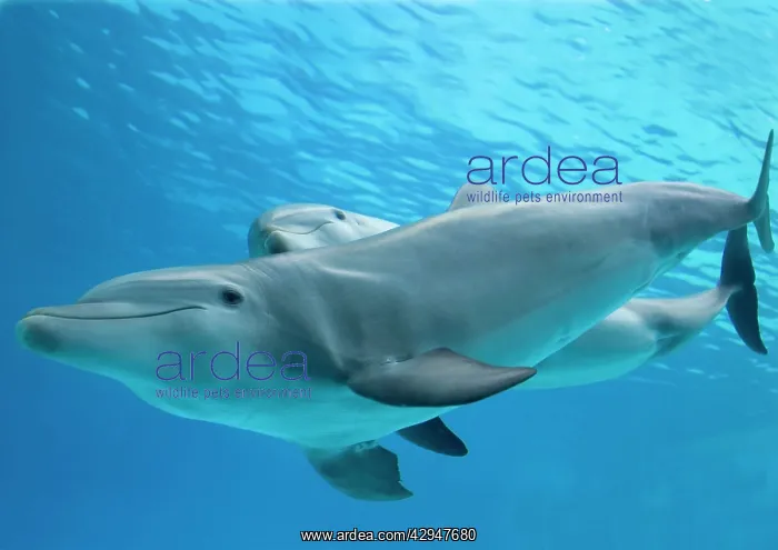 : Bottlenose dolphin - and calf : Bottlenose dolphin - and calf