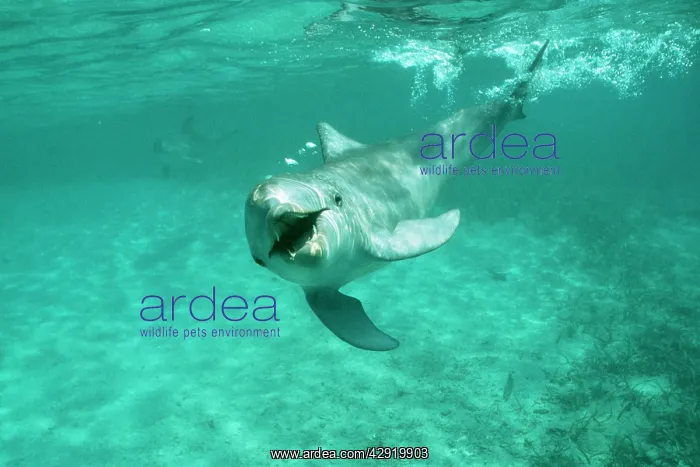 : Bottlenose DOLPHIN - calf underwater : Bottlenose DOLPHIN - calf underwater