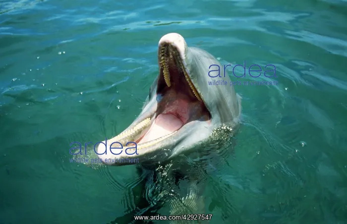 : Bottlenose DOLPHIN - captive, showing teeth : Bottlenose DOLPHIN - captive, showing teeth