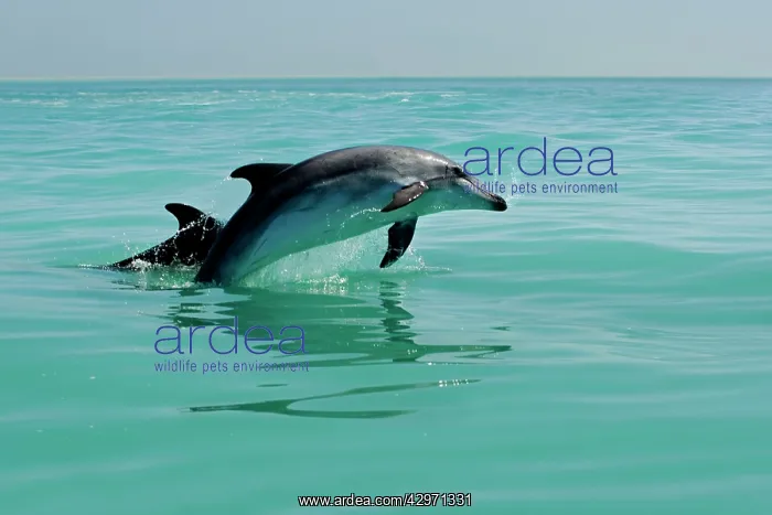 : Bottlenose Dolphin - captured mid leap : Bottlenose Dolphin - captured mid leap