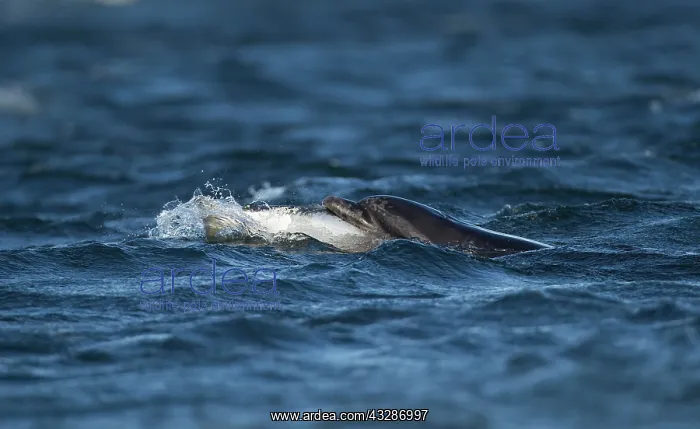 : Bottlenose Dolphin - catching fish : Bottlenose Dolphin - catching fish