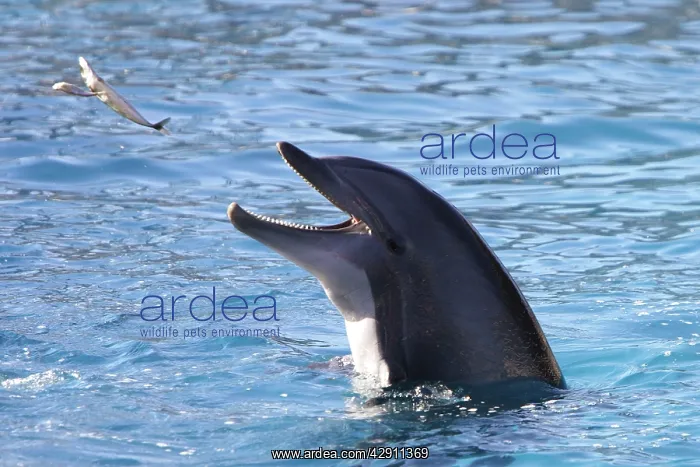 : Bottlenose Dolphin - catching fish being thrown : Bottlenose Dolphin - catching fish being thrown