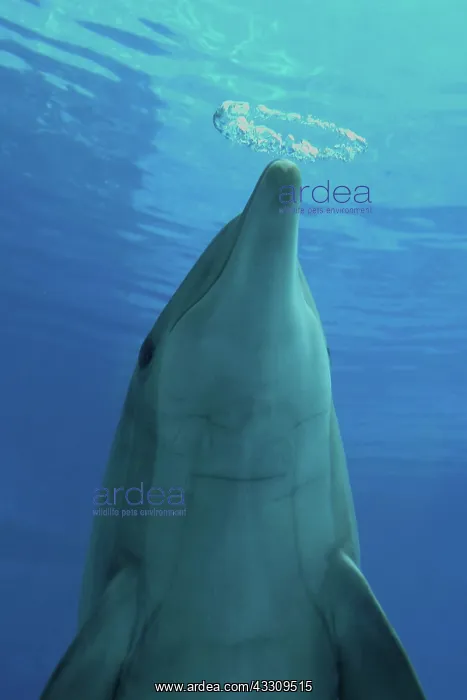 : Bottlenose Dolphin - with circular air bubbles underwater : Bottlenose Dolphin - with circular air bubbles underwater