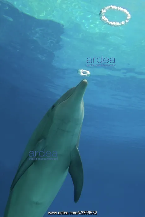  : Bottlenose Dolphin - with circular air bubbles underwater