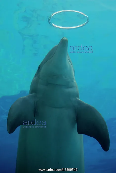  : Bottlenose Dolphin - with circular air bubbles underwater