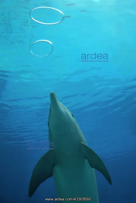 : Bottlenose Dolphin - with circular air bubbles underwater : Bottlenose Dolphin - with circular air bubbles underwater