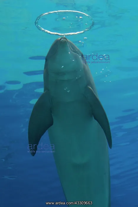 : Bottlenose Dolphin - with circular air bubbles underwater : Bottlenose Dolphin - with circular air bubbles underwater