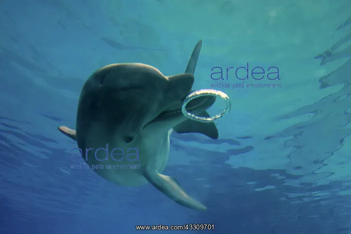  : Bottlenose Dolphin - with circular air bubbles underwater