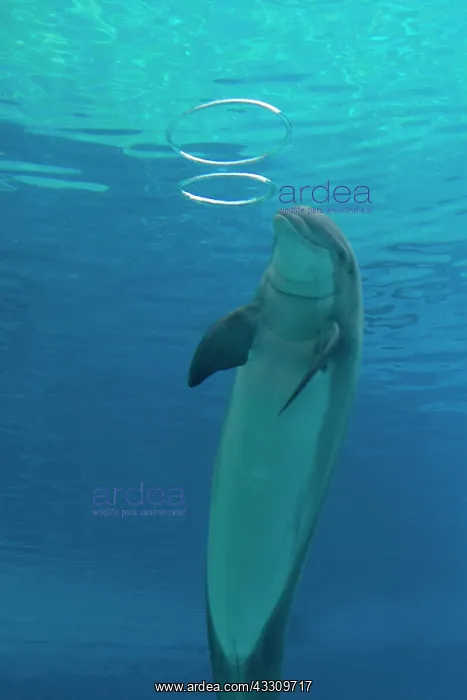 : Bottlenose Dolphin - with circular air bubbles underwater : Bottlenose Dolphin - with circular air bubbles underwater