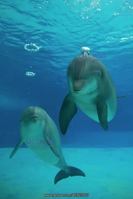 : Bottlenose Dolphin - with circular air bubbles underwater : Bottlenose Dolphin - with circular air bubbles underwater
