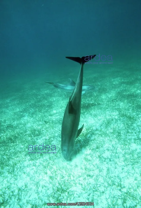 : Bottlenose Dolphin - 'crater feedingI, digging : Bottlenose Dolphin - 'crater feedingI, digging