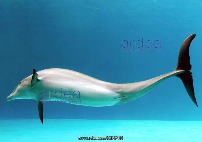  : Bottlenose dolphin - dancing underwater