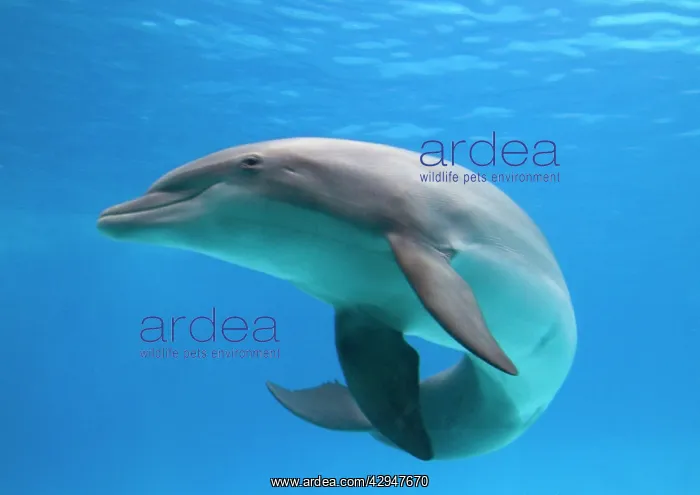 : Bottlenose dolphin - dancing underwater : Bottlenose dolphin - dancing underwater