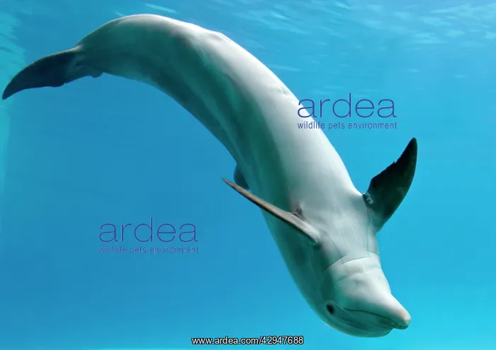 : Bottlenose dolphin - dancing underwater : Bottlenose dolphin - dancing underwater