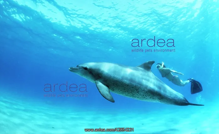 : Bottlenose Dolphin - & diver : Bottlenose Dolphin - & diver