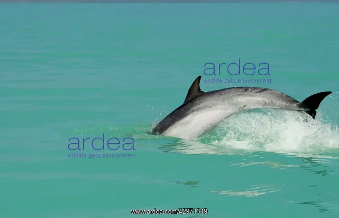 : Bottlenose Dolphin - diving back into the warer after a jump : Bottlenose Dolphin - diving back into the warer after a jump