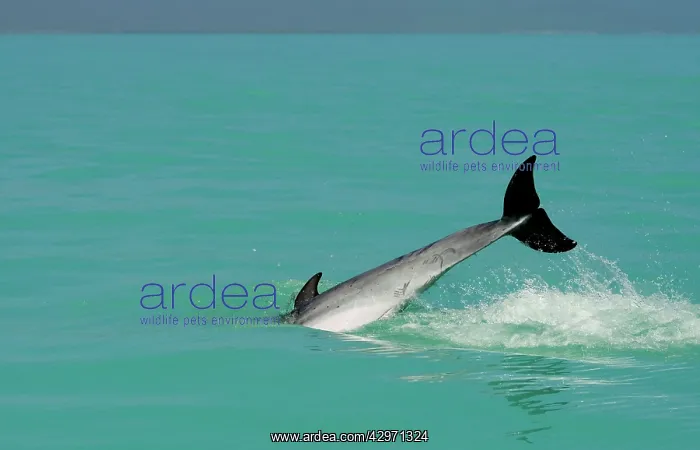 : Bottlenose Dolphin - diving back into the warer after a jump : Bottlenose Dolphin - diving back into the warer after a jump