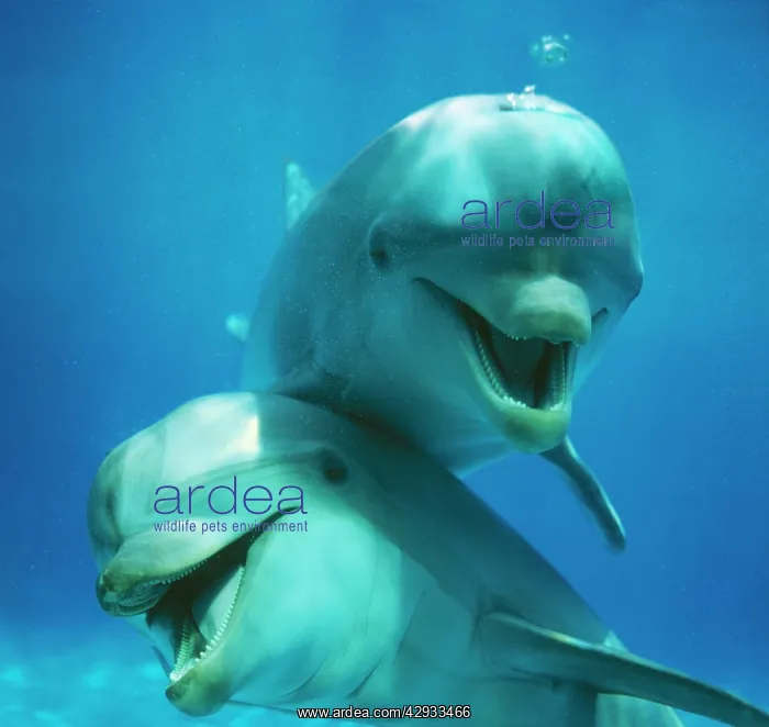: Bottlenose DOLPHIN - two facing camera : Bottlenose DOLPHIN - two facing camera
