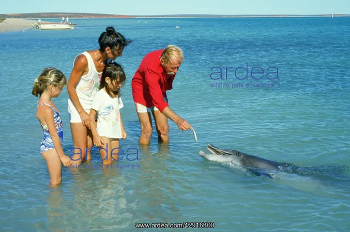 : BOTTLENOSE DOLPHIN - being fed by family : BOTTLENOSE DOLPHIN - being fed by family