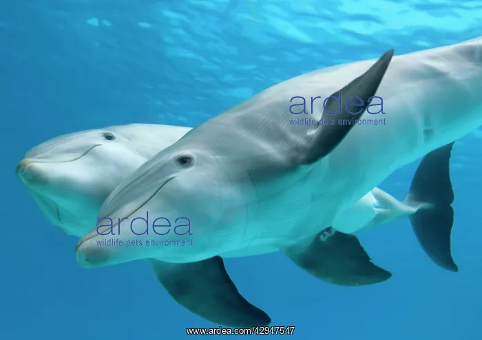 : Bottlenose dolphin - female and her calf : Bottlenose dolphin - female and her calf