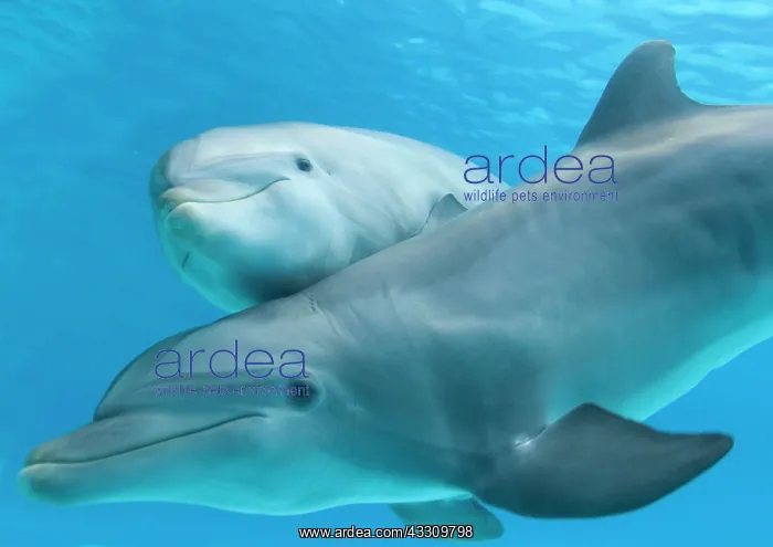 : Bottlenose dolphin - female and her calf : Bottlenose dolphin - female and her calf
