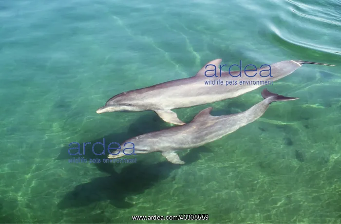  : Bottlenose Dolphin - female  /  mother with calf