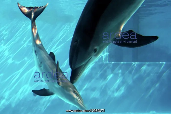 : Bottlenose Dolphin - Female (Mother) communicating : Bottlenose Dolphin - Female (Mother) communicating