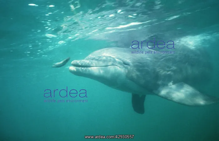: Bottlenose Dolphin - and fish : Bottlenose Dolphin - and fish