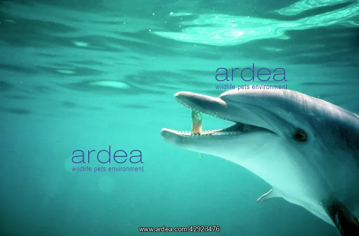 : Bottlenose DOLPHIN - with fish in mouth : Bottlenose DOLPHIN - with fish in mouth