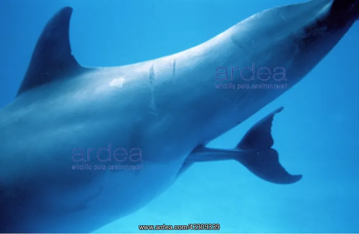: Bottlenose DOLPHIN - giving birth : Bottlenose DOLPHIN - giving birth