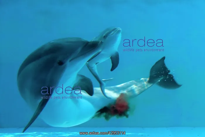 : Bottlenose Dolphin - giving birth - showing new-born : Bottlenose Dolphin - giving birth - showing new-born