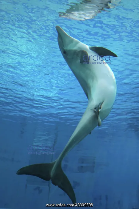 : Bottlenose Dolphin - giving birth underwater : Bottlenose Dolphin - giving birth underwater