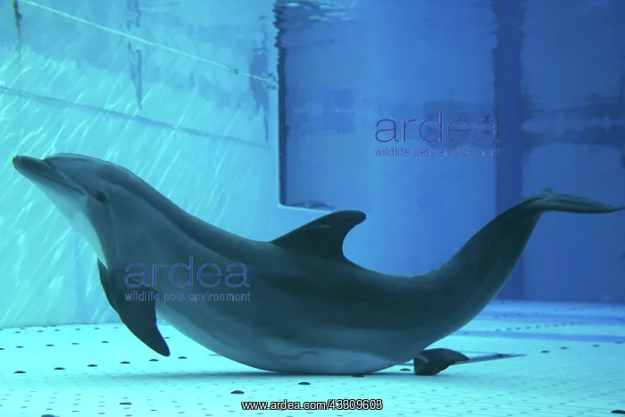 : Bottlenose Dolphin - giving birth underwater : Bottlenose Dolphin - giving birth underwater