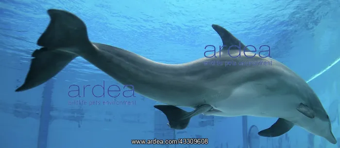 : Bottlenose Dolphin - giving birth underwater : Bottlenose Dolphin - giving birth underwater