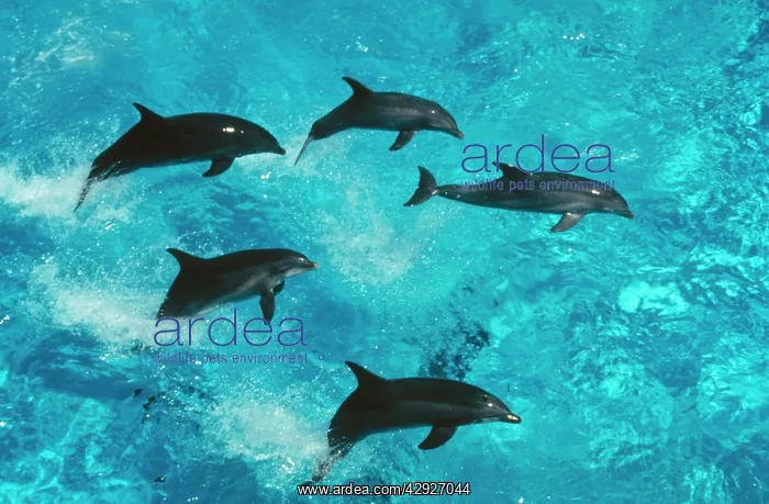 : Bottlenose Dolphin - Group jumping : Bottlenose Dolphin - Group jumping