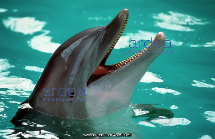 : Bottlenose DOLPHIN - head : Bottlenose DOLPHIN - head