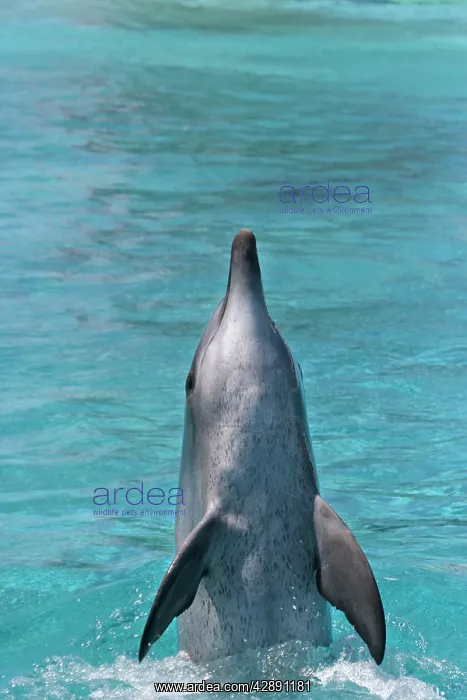 : Bottlenose Dolphin - With head and body out of water : Bottlenose Dolphin - With head and body out of water