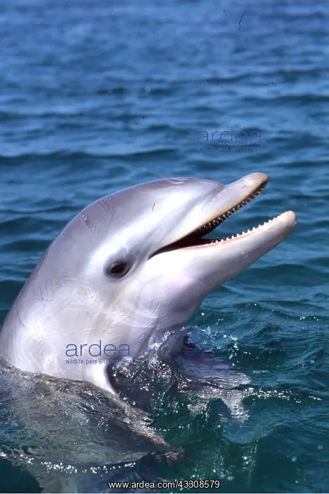 : BOTTLENOSE DOLPHIN - HEAD SHOT : BOTTLENOSE DOLPHIN - HEAD SHOT