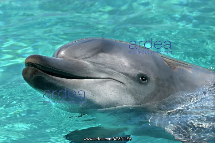 : Bottlenose Dolphin - With head out of water : Bottlenose Dolphin - With head out of water