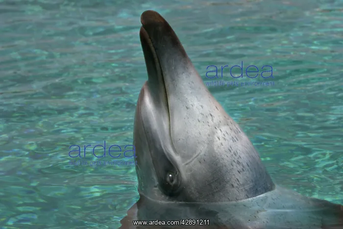 : Bottlenose Dolphin - With head out of water : Bottlenose Dolphin - With head out of water