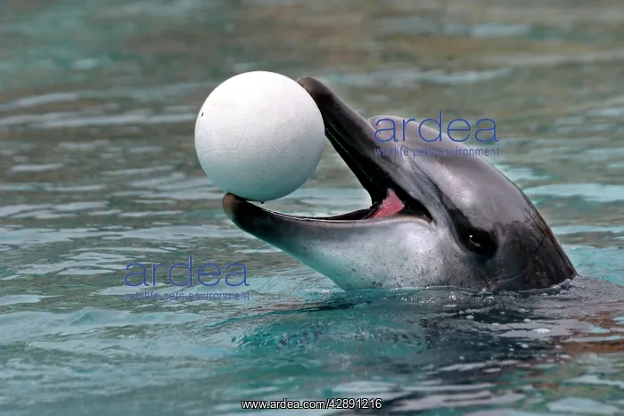 : Bottlenose Dolphin - With head out of water and : Bottlenose Dolphin - With head out of water and