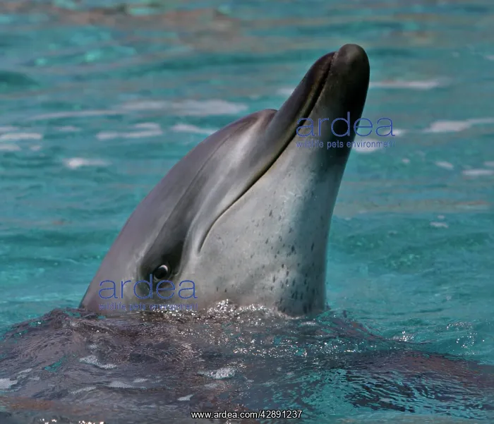 : Bottlenose Dolphin - With head out of water : Bottlenose Dolphin - With head out of water