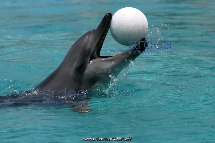 : Bottlenose Dolphin - With head out of water and : Bottlenose Dolphin - With head out of water and