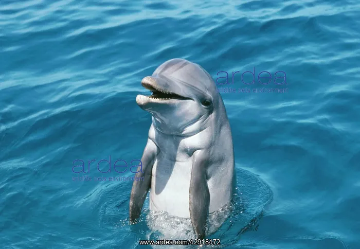 : Bottlenose Dolphin - head out of water : Bottlenose Dolphin - head out of water
