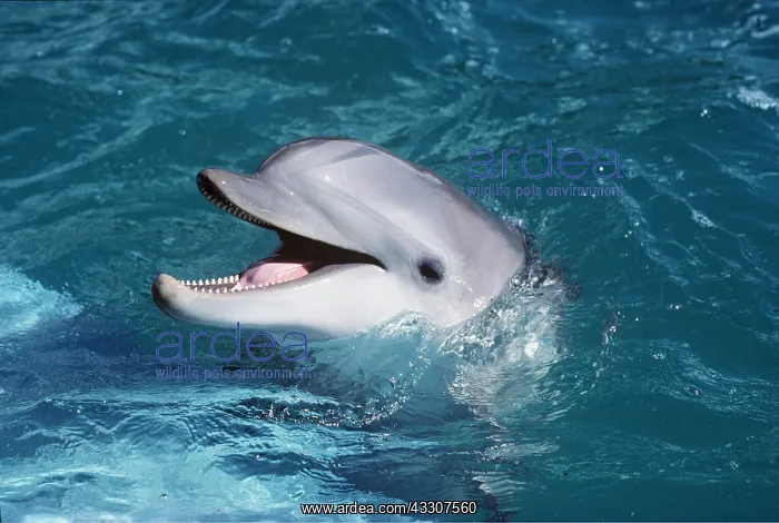 : BOTTLENOSE DOLPHIN - head out of water : BOTTLENOSE DOLPHIN - head out of water